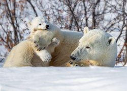 Niedźwiedź polarny z małym niedźwiadkiem