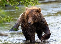 Niedźwiedź brunatny, Mokry, Rzeka