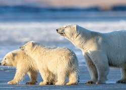 Niedźwiedzica z dwoma małymi niedźwiadkami polarnymi