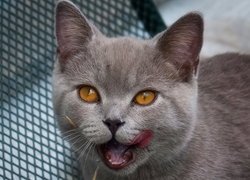 Kot brytyjski krótkowłosy, Pyszczek, Język, Siatka