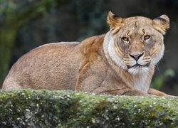 Odpoczywająca lwica na skale