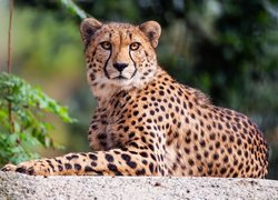 Odpoczywający gepard