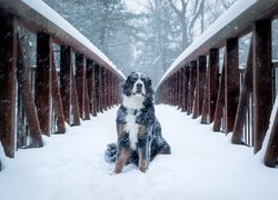 Oprószony śniegiem berneński pies pasterski