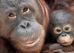 Orangutan z młodym