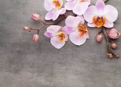 Różowa, Orchidea, Storczyk