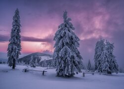 Zima, Śnieg, Góry, Ośnieżone, Drzewa, Chmury, Beskid Żywiecki, Polska