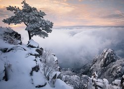 Zima, Góry, Mgła, Chmury, Drzewo, Park prowincjonalny Daedunsan, Jeolla Północna, Korea Południowa