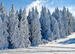 Zima, Śnieg, Drzewa, Jodły