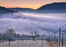 Oszronione winnice i mgła nad zalesioną doliną