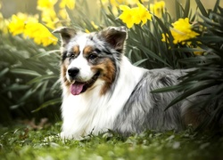 Pies, Owczarek australijski, Kwiaty, Żonkile