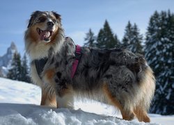 Pies, Owczarek australijski, Zima, Śnieg, Drzewa