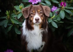 Pies, Owczarek australijski, Mordka, Krzewy, Kwiaty