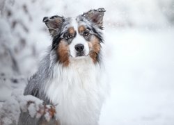 Pies, Owczarek australijski, Śnieg