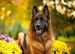 Pies, Owczarek niemiecki długowłosy, Mordka, Kwiaty, Chryzantemy
