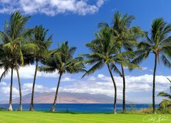 Palmy nad morzem na tle gór na Hawajach