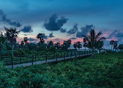 Zachód słońca, Chmury, Pomost, Palmy, Wyspa Cayo Coco, Kuba