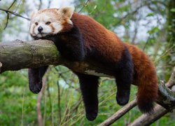 Panda mała na gałęzi