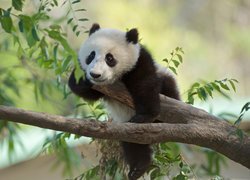 Panda na gałęzi