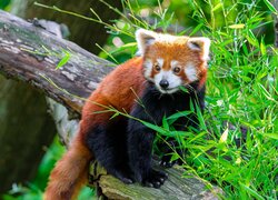 Panda ruda na konarze i liściach