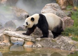 Panda wielka na kamieniach