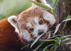 Pandka ruda jedząca liście
