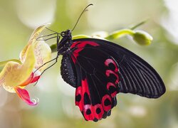 Czarny, Motyl, Czerwony Mormon, Papilio Rumanzovia, Storczyk, Makro