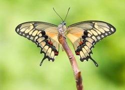 Motyl, Papilio thoas, Patyk, Makro