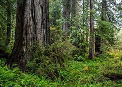 Stany Zjednoczone, Kalifornia, Park Narodowy Redwood, Sekwoje, Paprocie, Człowiek