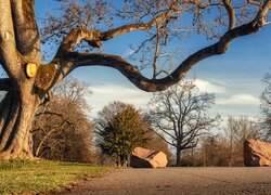 Park Killesberg, Drzewa, Głazy, Stuttgart, Niemcy