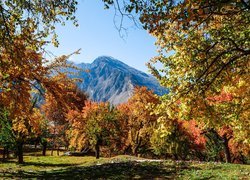 Drzewa, Góry Karakorum, Park, Jesień, Gilgit-Baltistan, Pakistan
