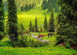 Pasące się konie w dolinie Altyn Arashan