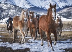 Konie, Kowboj, Jeździec, Góry, Zima, Śnieg