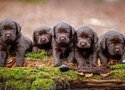 Psy, Szczeniaki, Brązowe, Labradory retrievery