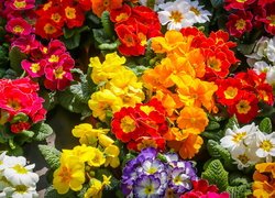 Kolorowe, Kwiaty, Pierwiosnki