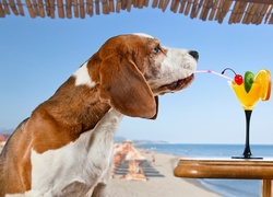 Pies na drinku w barze przy plaży