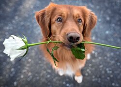 Rudy, Pies, Róża