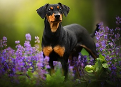 Pies, Pinczer miniaturowy, Kwiaty
