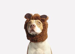 Pit bull terrier w czapce