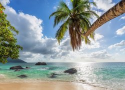 Pochylona nad morzem palma na Seszelach
