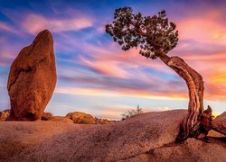 Stany Zjednoczone, Kalifornia, Park Narodowy Joshua Tree, Skały, Drzewo, Zachód słońca