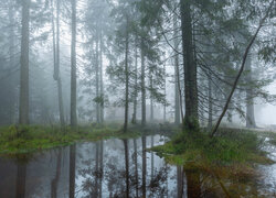 Las, Poranek, Mgła, Drzewa