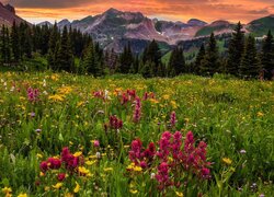 Stany Zjednoczone, Kolorado, Góry, Diorite Peak, Łąka, Kwiaty, Drzewa