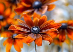 Kwiat, Pomarańczowa, Rudbekia