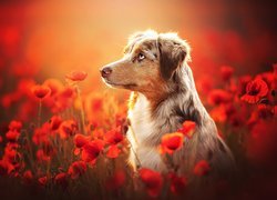 Pies, Owczarek australijski, Kwiaty, Maki