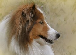 Pies, Owczarek szkocki długowłosy, Grafika