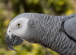 Profil papugi żako
