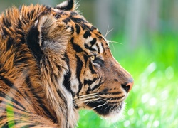 Tygrys, Profil