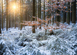 Promienie słońca w ośnieżonych drzewach w zimowym lesie