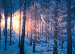 Las, Zima, Drzewa, Oszronione, Przebijające światło