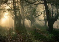 Przebijające światło w zamglonym lesie o poranku